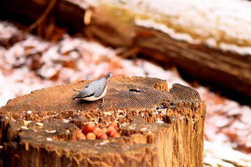 木に留まる小鳥