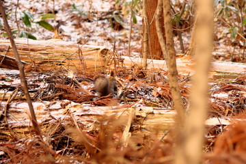 木の実を探すエゾリス