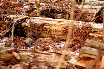 木の実を探すエゾリス