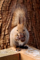 木の実を探すエゾリス