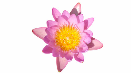 Pink lotus flower isolated on white background