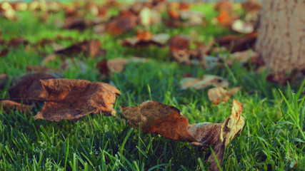 Dried leaves