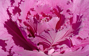 abstract background with flowers
