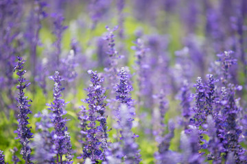 Blue salvia field in garden