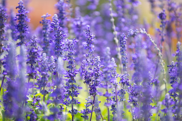 Obraz premium Blue salvia field in garden