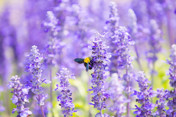 Blue salvia field in garden