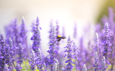 Blue salvia field in garden