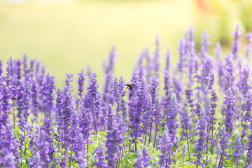 Blue salvia field in garden