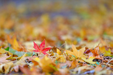 Beautiful maple leaves in the park in autumn