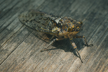 fly on leaf