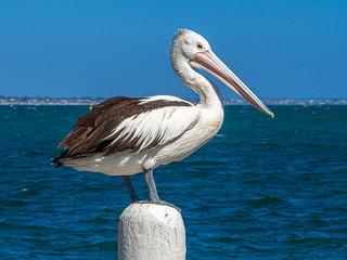 Pelican Standing