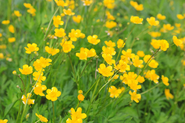 Obraz premium very beautiful bright flowers domestic and wild 