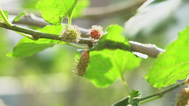 Fresh mulberry on the tree With Dolly techniques