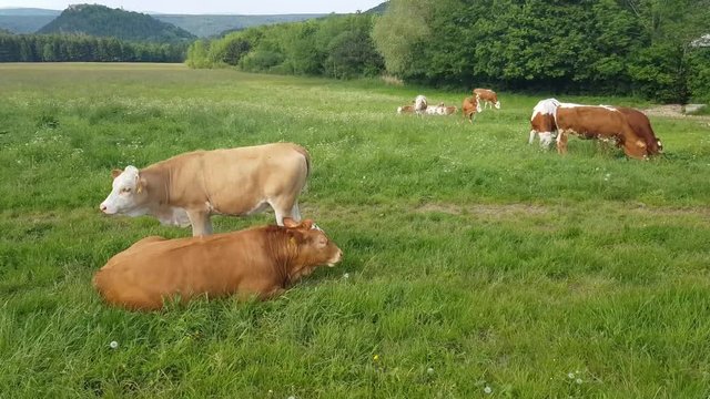 White and brown cows grazing the bright green grass on a hot summer day