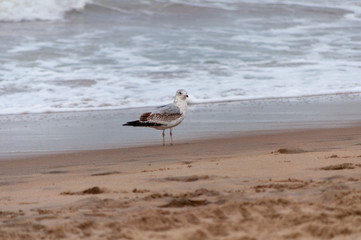 A lone seagull searches for food along the shore of Virginia Beach. Photo taken in landscape, horizontal orientation.