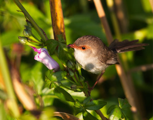 Female Superb Fairy Wren
