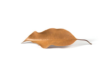 Naklejka premium autumn leaf isolated on white background