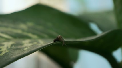 Snail on leaf