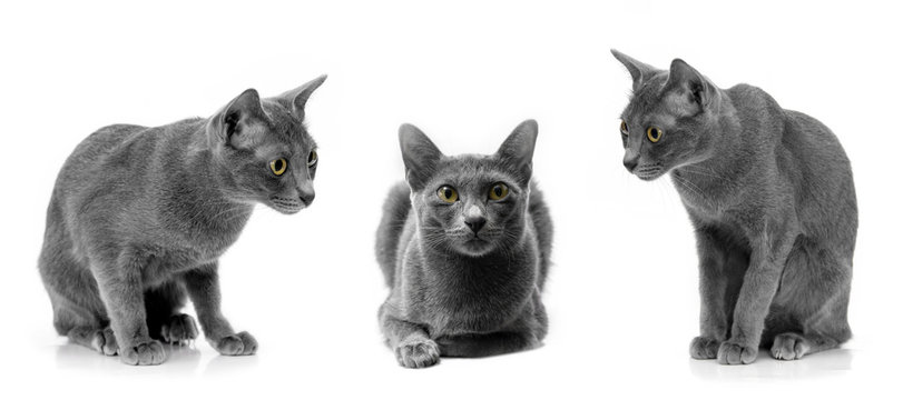 Cute gray cat collection isolated on white background.Korat cat cat