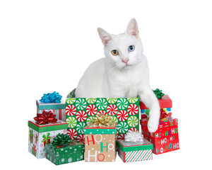 White cat with heterochromia, odd eyes, popping out of a colorful Christmas present surrounded by...