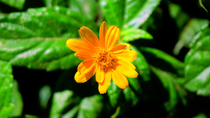 One flower