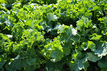 冬　野菜　かぶ　ルタバガ　葉