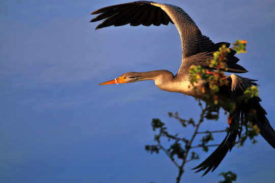 Female Australasian Darter