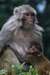 Rhesus macaque sitting calmly and nursing her baby