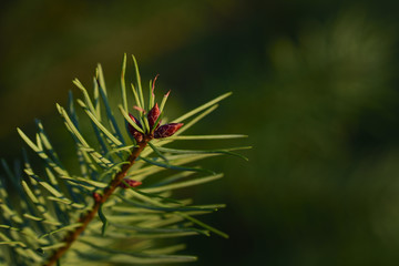 Close-up of a young branch of a spruce or fir tree with green needles and fresh buds against a green background