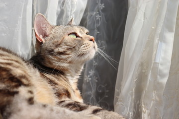 窓辺で風を感じる猫アメリカンショートヘアー