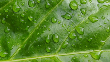 The leaves have water in the morning.