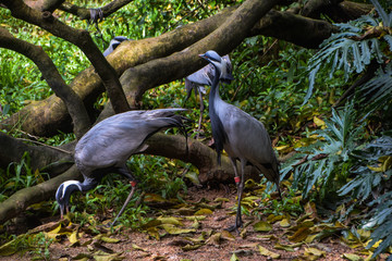 Falcon Crane 蓑羽鹤