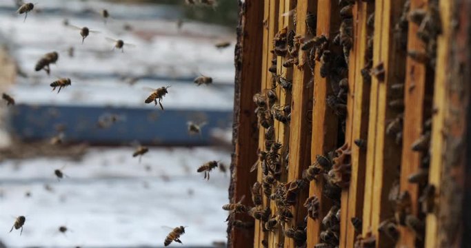 Bees flying around the hive during the harvesting honey