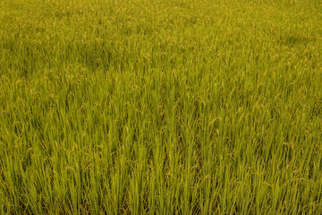 rice field