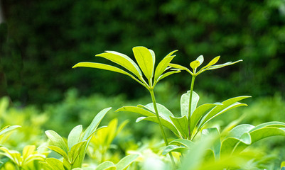 Soft bokeh of green foliage in the garden