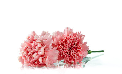 Fresh pink carnation for decoration on white background