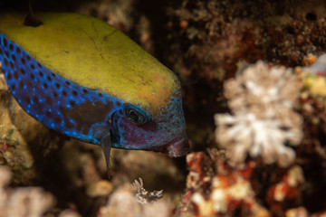 Fototapeta na wymiar Bluetail Trunkfish close up