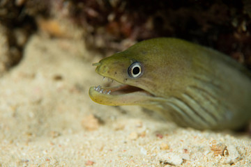 Obraz na płótnie Canvas Baby Moray Eel