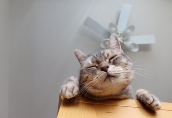 机から眠そうに覗く猫アメリカンショートヘアー
