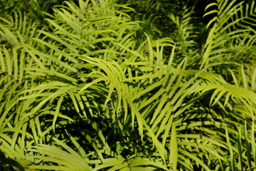Detail of Fern Leaves on a Summer’s Day