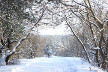 Track rolled skiers in the winter forest