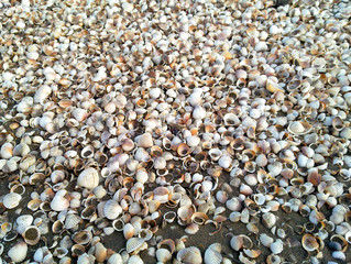 Sea Shells Seashells. Seashell background. Many sea shells.