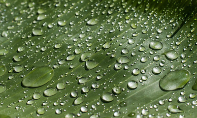 background, banana, banana leaf, beautiful, beauty, botanical, botany, branch, bright, closeup, colorful, decoration, detail, drop, ecology, element, environmental, flora, forest, fresh, garden, green