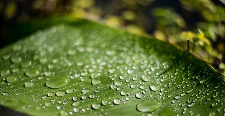 background, banana, banana leaf, beautiful, beauty, botanical, botany, branch, bright, closeup, colorful, decoration, detail, drop, ecology, element, environmental, flora, forest, fresh, garden, green