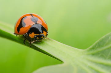 ladybug on green leaf © praderm