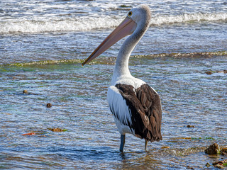  Pelican Head Left