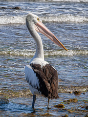  Pelican Head Right vert