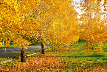 Beautiful autumn park with colorful foliage in sunny day; golden fall concept