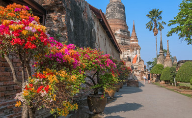 Lush and abundant landscaping with colorful flowers in a tourist location.Tourists move to a Buddhist temple with a Buddha statue in Ayutthaya,Thailand in the spring season; travel and tourism concept