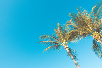 Obraz na płótnie Canvas coconut palm trees with blue sky